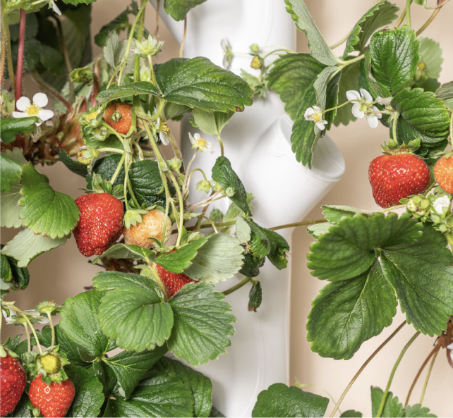 Photo of red strawberries growing on a Gardyn.