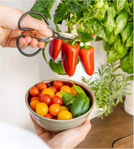 A person harvests peppers by cutting them with scissors from the Gardyn Home system for a healthy meal.