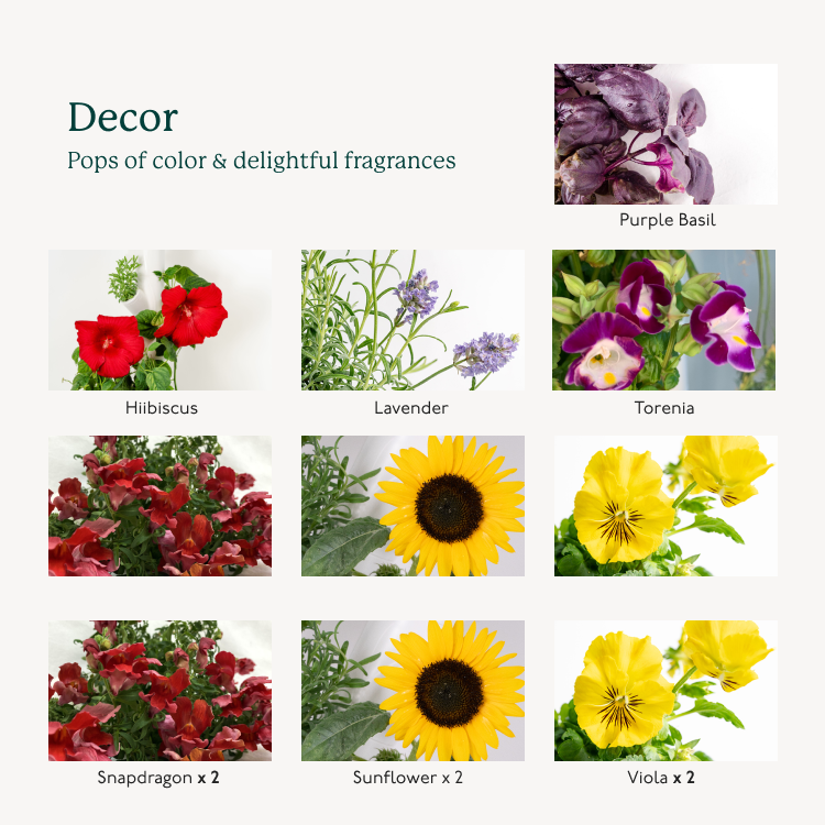decor-plant-starter-set-thumbnails-1114