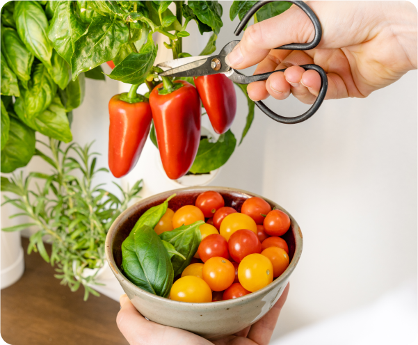 A person harvests red peppers from the Gardyn Home system. A bowl of tomatoes and basil are visible and there is basil and rosemary on the Gardyn Home.