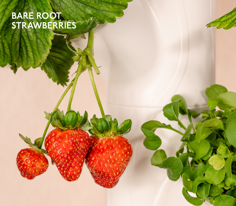 Photo of red strawberries growing on a Gardyn. Caption at the top left of image says "bare root strawberries" in white font.