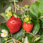 Strawberries and strawberry flowers growing on a Gardyn Home system