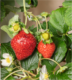 Strawberries and strawberry flowers growing on a Gardyn Home system