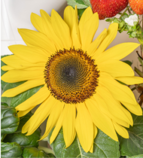 Yellow sunflower on a Gardyn Home system. Other leafy greens visible in the background.