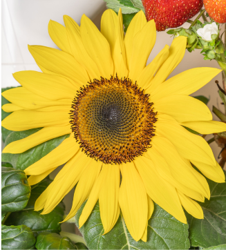 Yellow sunflower on a Gardyn Home system. Other leafy greens visible in the background.