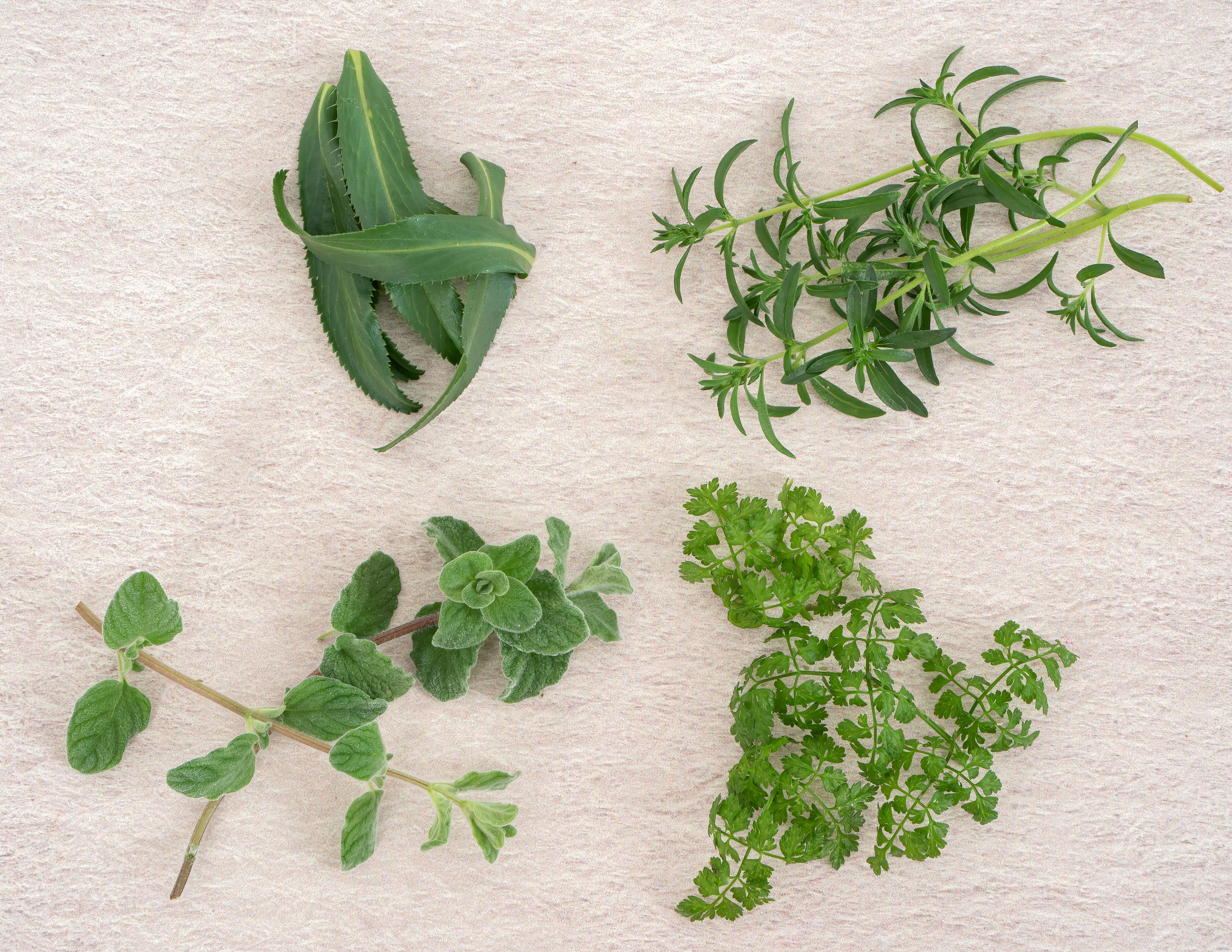 Bundles of Tarragon, Chervil, Sweet Marjoram, and Savory on a tan background.