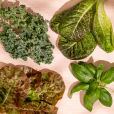 Icon. 4 types of leafy greens on tan background.