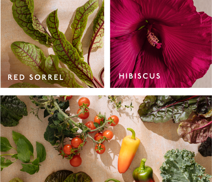 Collage image showing Gardyn plants. From left to right: Red Sorrel leaves, Red Hibiscus, image of various leafy greens and veggies.