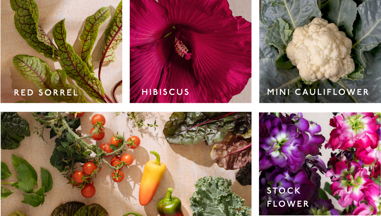 Collage image showing Gardyn plants. From left to right: Red Sorrel leaves, Red Hibiscus, Mini Cauliflower, image of various leafy greens and veggies, Pink and Purple Stock Flowers.