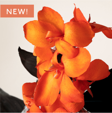 Orange Canna flower on pale tan background. Top left of the image has a callout with an orange background that says "NEW!"