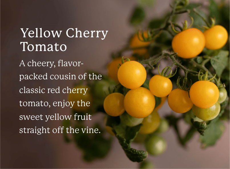 Yellow cherry tomatoes on a brown background. White text overlays the image that says: "Yellow Cherry Tomato: A cheery, flavor-packed cousin of the classic red cherry tomato, enjoy the sweet yellow fruit straight off the vine."