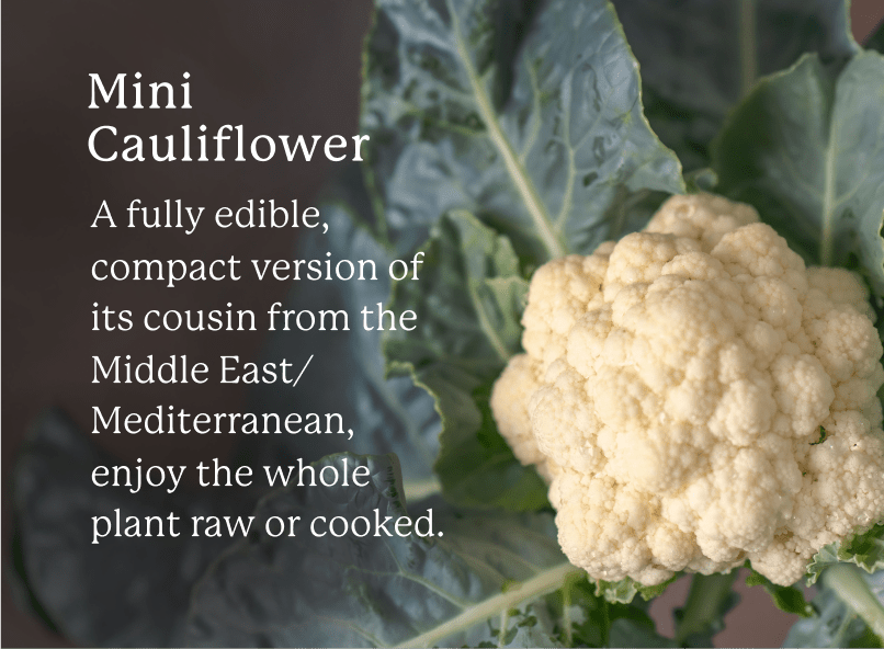 Mini cauliflower on a dark background. White text overlaying the image says: "Mini Cauliflower: A fully edible, compact version of its cousin from the Middle East/Mediterranean, enjoy the whole plant raw or cooked."