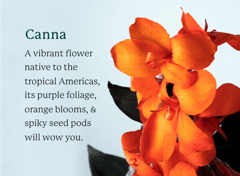 Orange canna flower on a light blue background. Green text and black text overlay says: "Canna: A vibrant flower native to the tropical Americas, its purple foliage, orange blooms, & spiky seed pods will wow you."