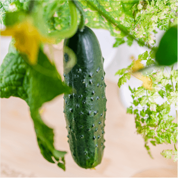 Cucumbers on a gardyn
