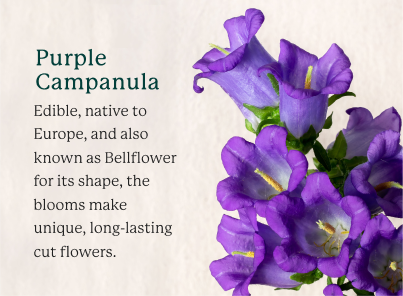 Purple Campanula flowers on a tan background with text that says "Purple Campanula: Edible, native to Europe, and also known as Bellflower for its shape, the blooms make unique, long-lasting cut flowers."