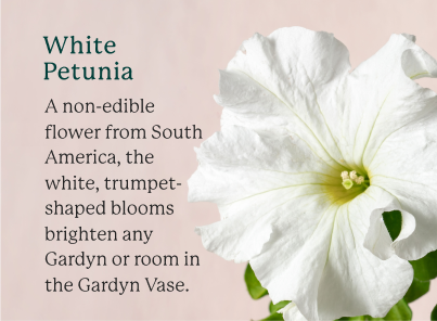 White Petunia flowers on a tan background with text that says "White Petunia: A non-edible flower from South America, the white, trumpet-shaped blooms brighten any Gardyn or room in the Gardyn Vase."
