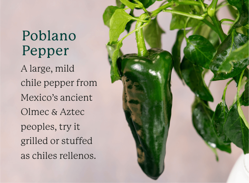 Green Poblano Pepper on tan background. Text on the left of the image says "Poblano Pepper: A large, mild chile pepper from Mexico’s ancient Olmec & Aztec peoples, try it grilled or stuffed as chiles rellenos."