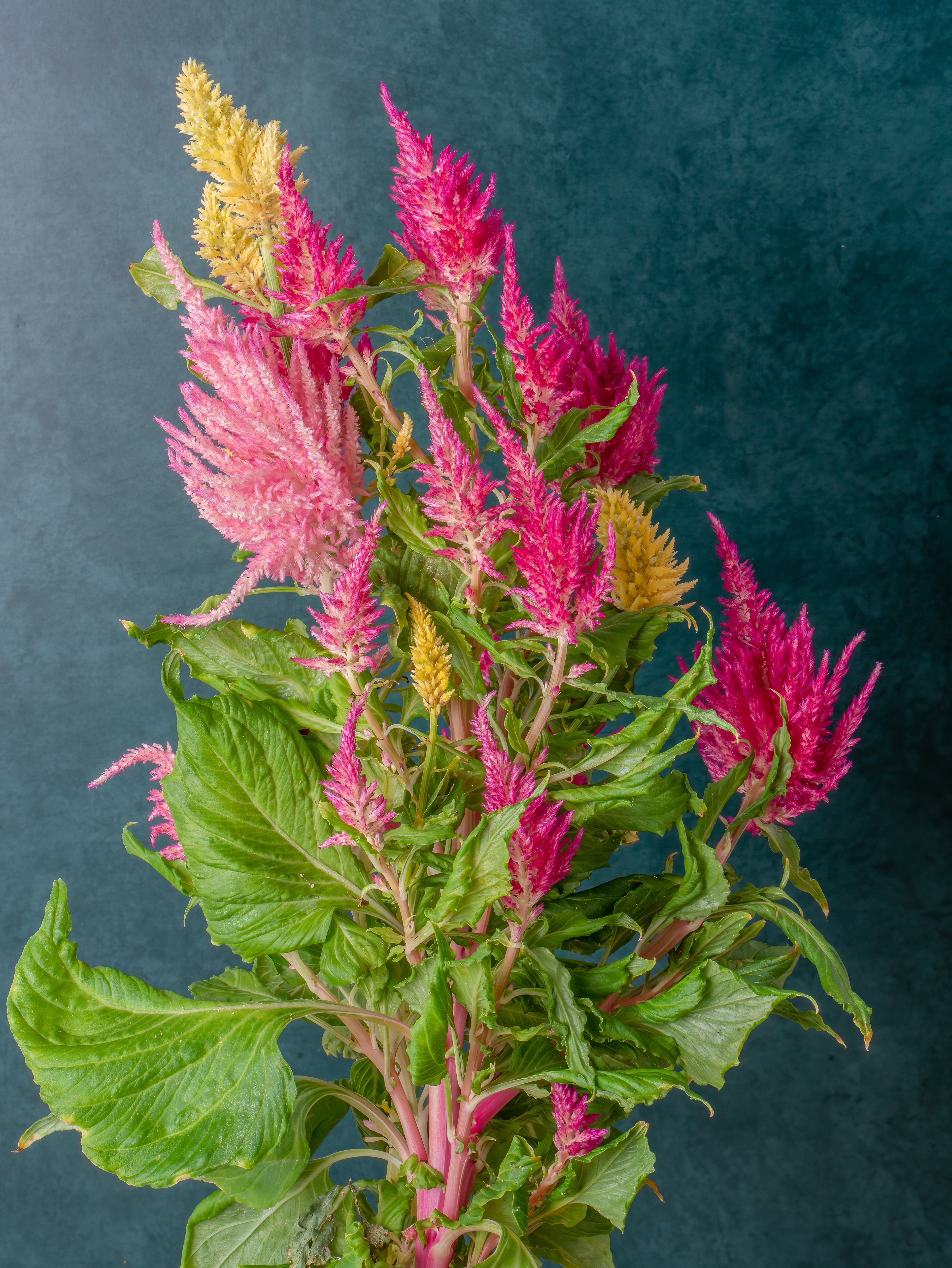 Celosia Mix yCube - feathery flame-colored plumes in red, orange, and yellow