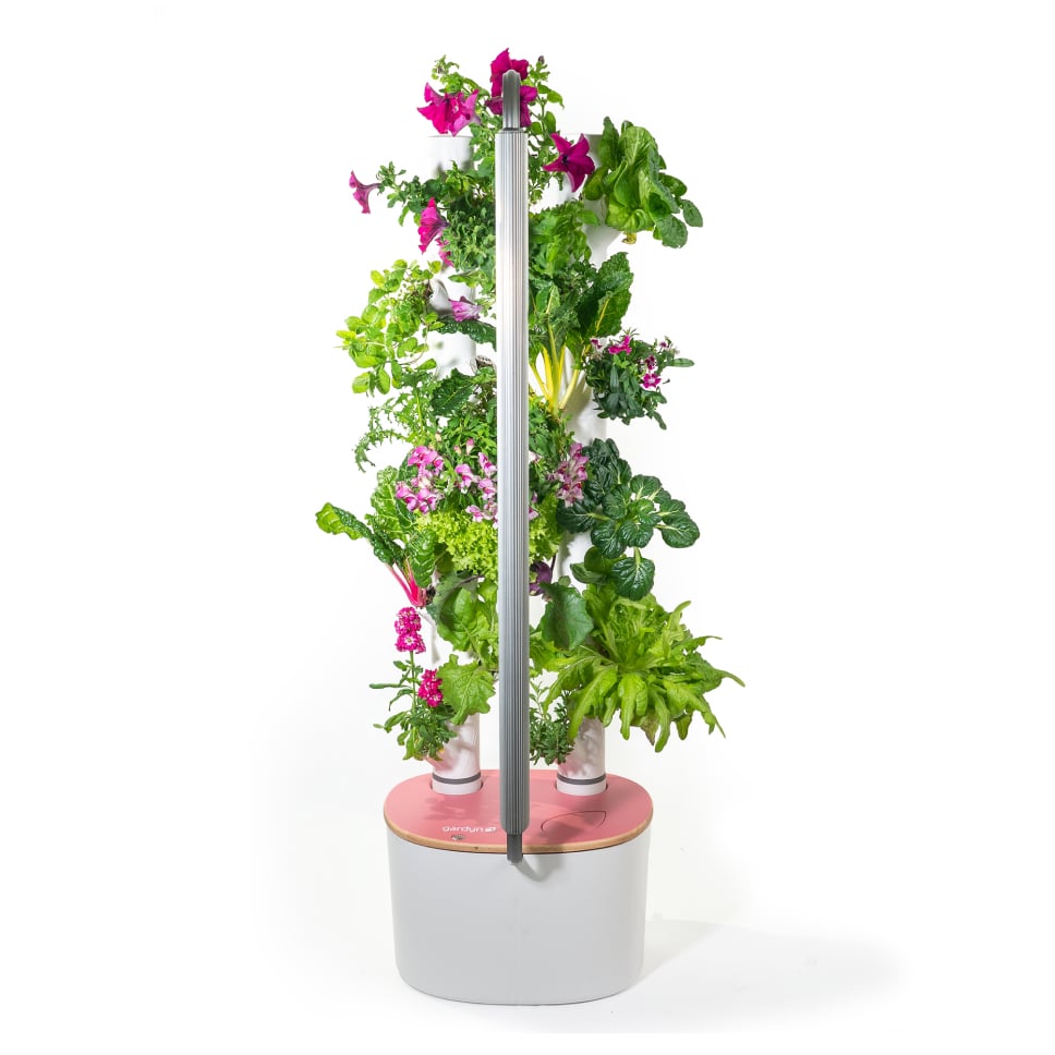 Gardyn Studio 2 - Limited Edition Rose