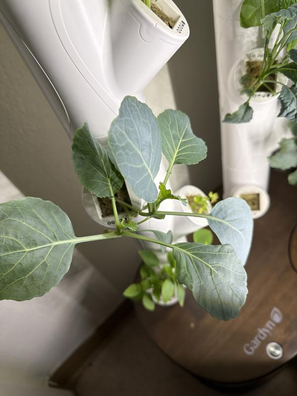 Plantas en la cocina