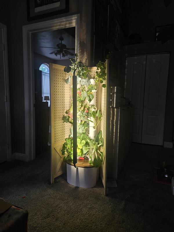 Plantas en la sala de estar