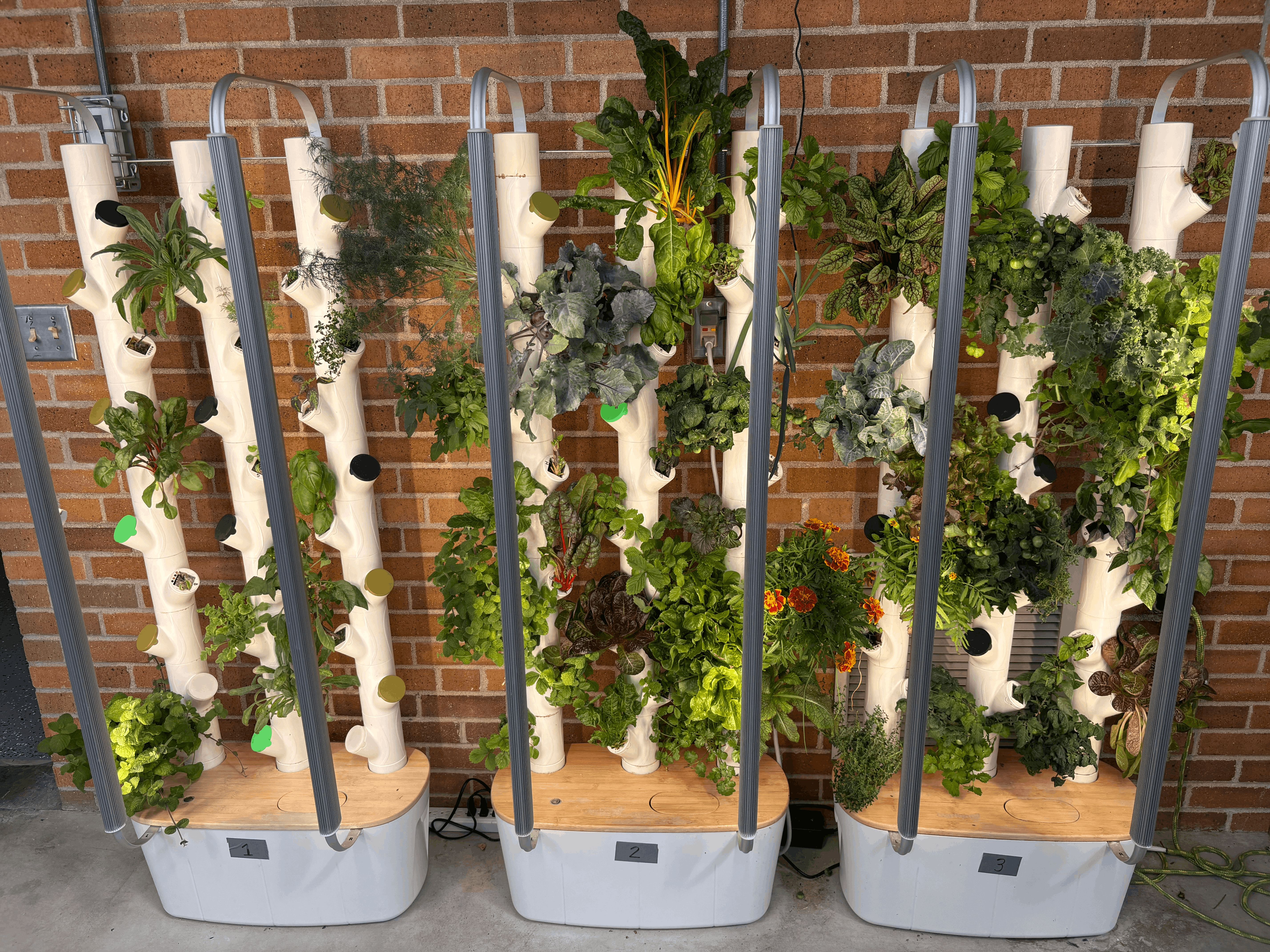 Plantas en la sala de estar