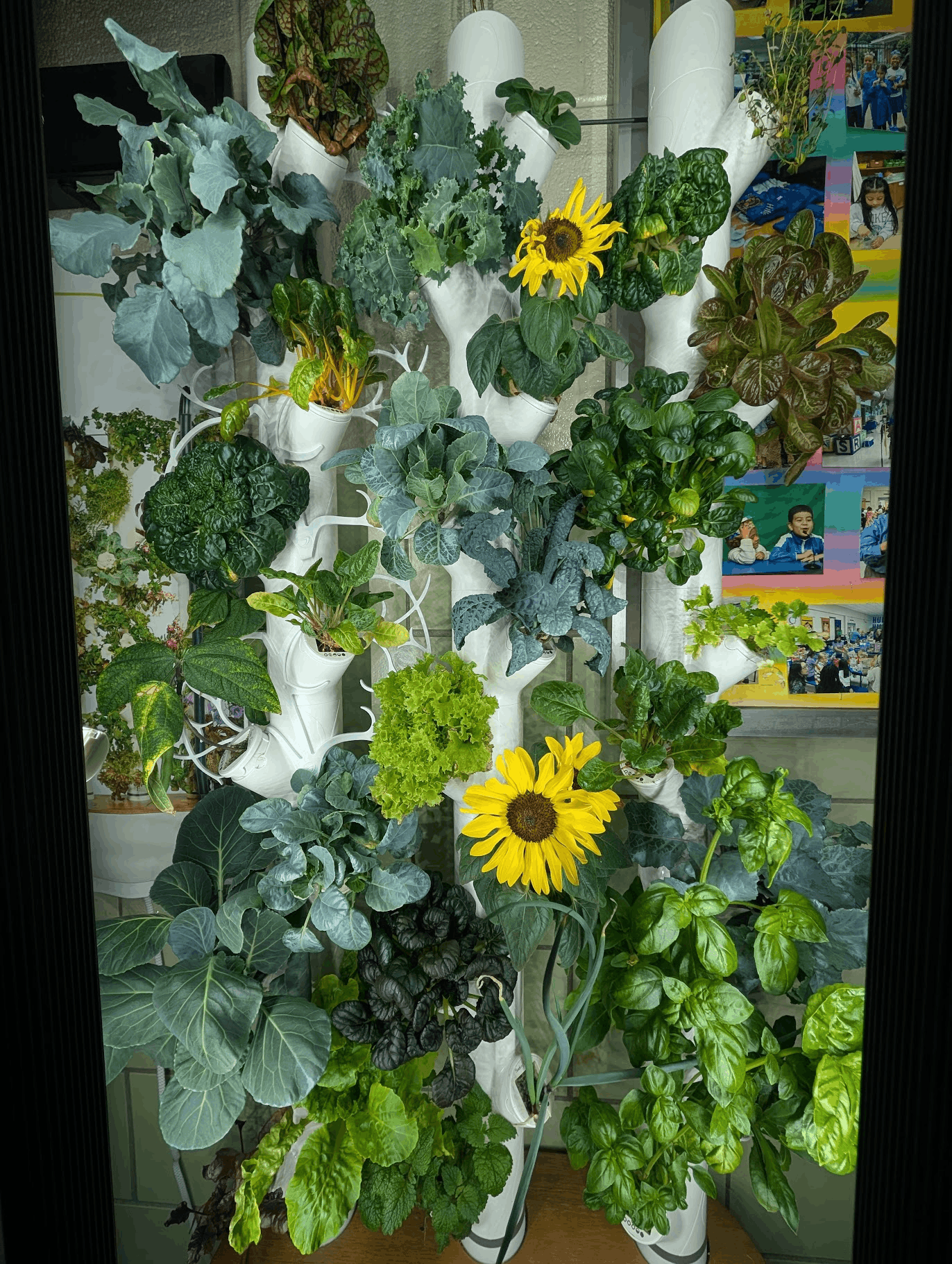 Plantas en la cocina