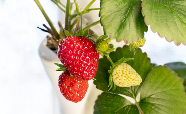 PlantPage_Strawberries_Desktop